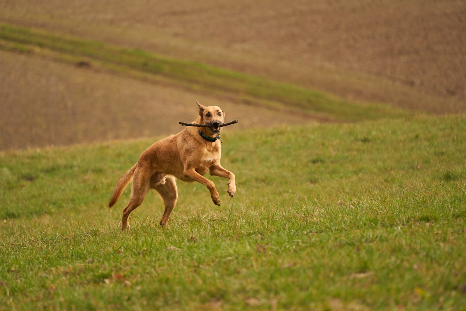 Dog Training in Redwood City: How to Choose the Right Help for Your Dog